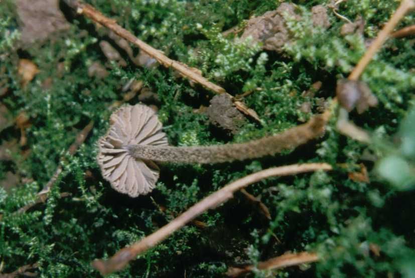 Entoloma foetidum           Hesler